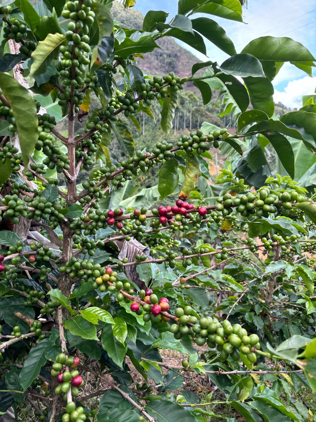 Coffee cherries on the branch