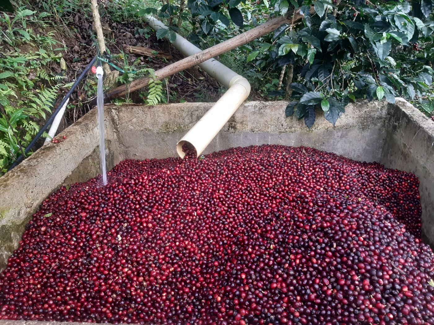 Freshly picked red cherries