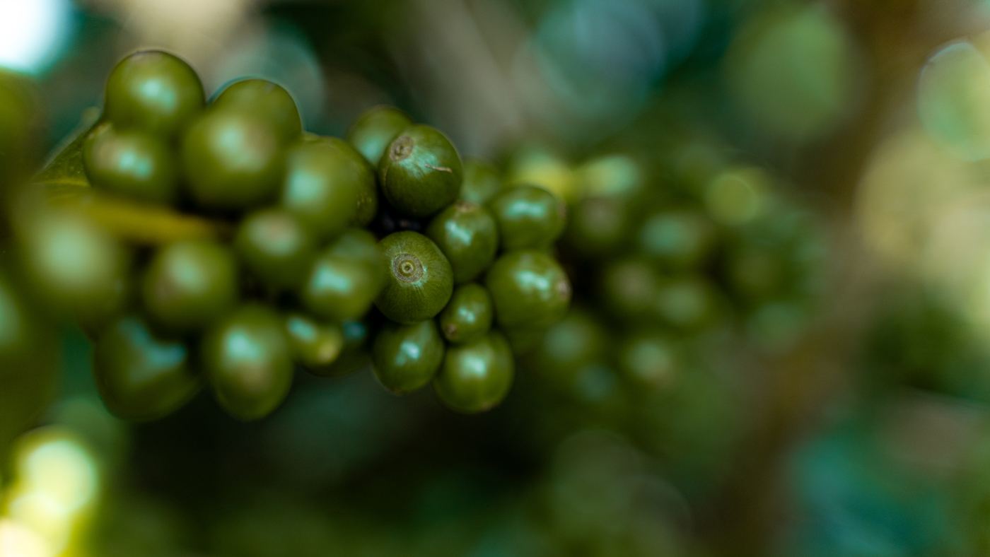 Green coffee cherries